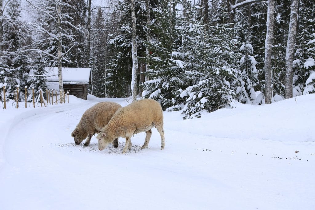 Lampaat syövät maasta tiellä talvella